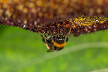 Bumblebee pollinates sunflower macro photography on a summer day. Bombus covered in sunflower pollen close-up photo in summertime.	
