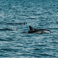 Naklejka premium A group of mauritian dolphins
