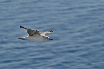 seagull in flight - aegean sea, near Kavala