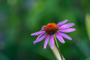 Blooming purple coneflowers on a green background on a sunny summer day macro photography. Echinacea flower with bright violet petals close-up photo in summer.	
