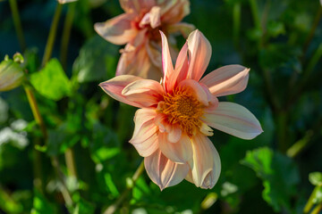Fototapeta premium Blossom beige dahlia flower on a summer sunny day macro photography. Garden dahlia with pink yellow petals in the sunlight close-up photography