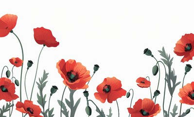 Obraz premium red poppies flowers isolated on a white background