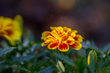 Yellow marigolds flowers on a green background on a summer sunny day macro photography. Blooming tagetes flower with yellow petals in summer, close-up photo.	