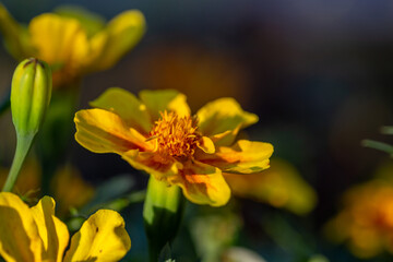 Yellow marigolds flowers on a green background on a summer sunny day macro photography. Blooming tagetes flower with yellow petals in summer, close-up photo.	