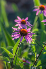 Fototapeta premium Blooming purple coneflowers on a green background on a sunny summer day macro photography. Echinacea flower with bright violet petals close-up photo in summer. 