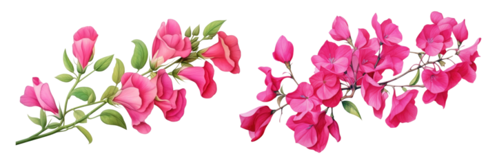 Botanical style of hot pink flower png on transparent background