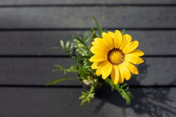 Yellow gazania plant on dark table