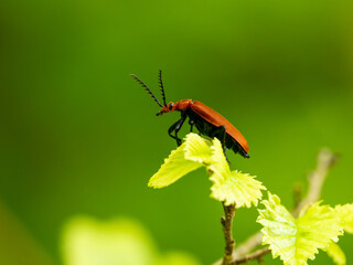 Red Soldier Beetle on a Leaf