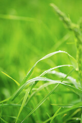 Grass with waterdrops from the rain.