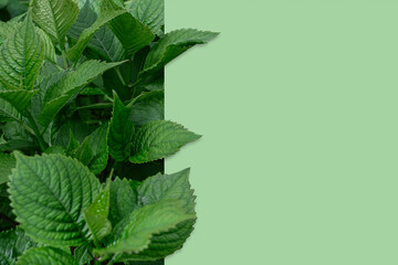 Green leaves background with copy space for text. Nature concept