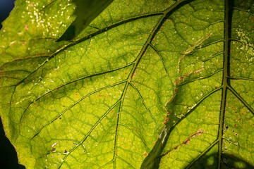 Green leaf of a garden plant in sunlight macro photography. The texture of a juicy leaf on a sunny summer day, close-up photo. Fresh greens with deep shadows in the springtime	
