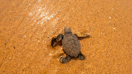 Baby turtle left the nest ,Sao Tome,Africa