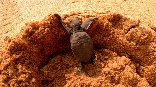 Baby turtle left the nest ,Sao Tome,Africa