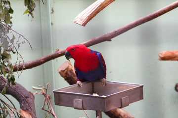 A beautiful red and blue parrot was sitting on a branch
