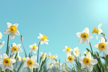 Fototapeta premium Daffodils blooming under a clear blue sky offer a perfect spring background for text adding