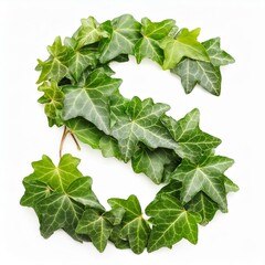  Green ivy leaves in shape alphabet letter S isolated on white, clipping path