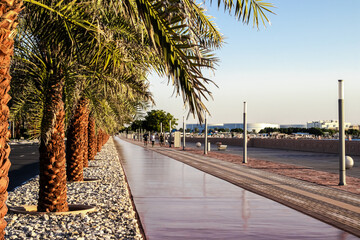 palm trees in the city of UAE. beautiful landscape.