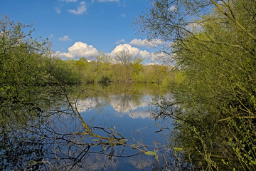 Pool in a sunny fresh green spring forest in in Blaasveldbroeknature reserve, Willebroek, Belgium 