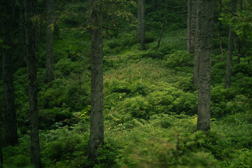 Forest with trees and mossy ground