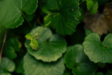 Close-up of green leaves in a forest
