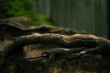 Close-up of a tree root in a forest