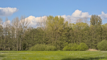 Meadow and fresh green spring forest in Het Broek nature reserve, Willebroek, Flanders, Belgium 