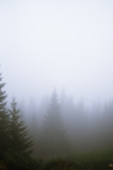 Foggy landscape with evergreen trees barely visible through the mist