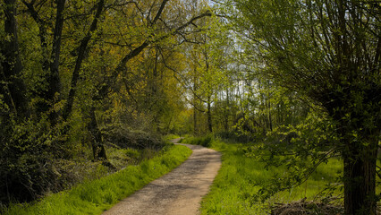 Obraz premium Path along Fresh green spring trees reflecting in the woods of Het Broek nature reserve, Willebroek, Flanders, Belgium 