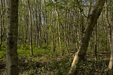  Fresh green spring forest in in Blaasveldbroek nature reserve, Willebroek, Belgium 