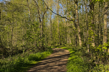 Path along Fresh green spring trees reflecting in the woods of Het Broek nature reserve, Willebroek, Flanders, Belgium 