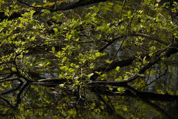 Alder branches with green leaves reflecting in the water in springtime - alnus 