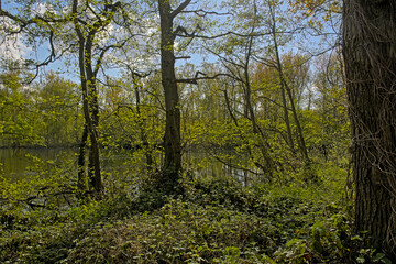 Pool in a sunny fresh green spring forest in in Blaasveldbroeknature reserve, Willebroek, Belgium 