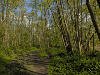 Fototapeta premium Sunny hiking trail through a fresh green spring forest in Scheldt valley nature reserve near Ghent, Flanders, Belgium