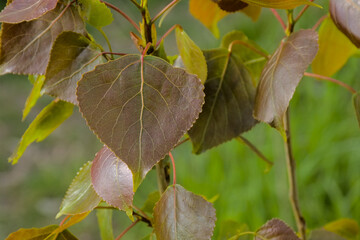  Red and green leaves of a black poplar, closeup with bokeh background - Populus nigra 