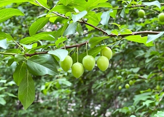 Small green unripe cherry plums hang on a branch of a cherry plum tree in the garden