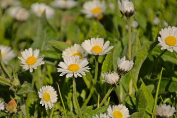 Daisies and clover in a green lawn, overhead view - Bellis perennis 