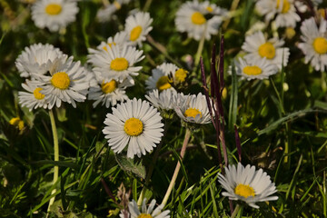 Fototapeta premium Daisies and clover in a green lawn, overhead view - Bellis perennis 