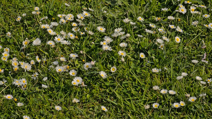 Many white and yellow daisies in between green grass in a sunny wildflower meadow, selective focus with bokeh background - Bellis perennis   © Kristof Lauwers