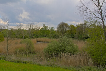 Obraz premium swamp and fresh green spring forest in Het Broek nature reserve, Willebroek, Flanders, Belgium 