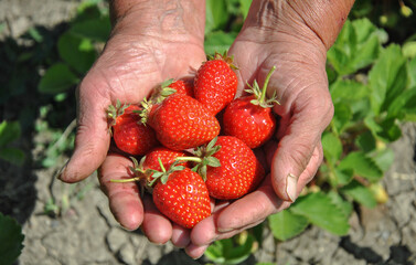 strawberries in hands. ripe juicy red strawberries in the hands of an elderly woman close-up....