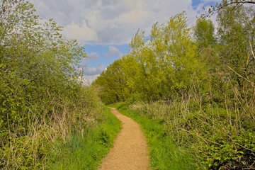 Hiking trail along wetlands with reed and fresh green forest on a sunny spring day in Blaasveldebroek nature reserve, Willebroek, Belgium 