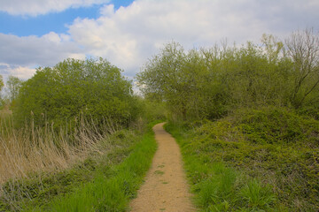 Hiking trail along wetlands with reed and fresh green forest on a sunny spring day in Blaasveldebroek nature reserve, Willebroek, Belgium 