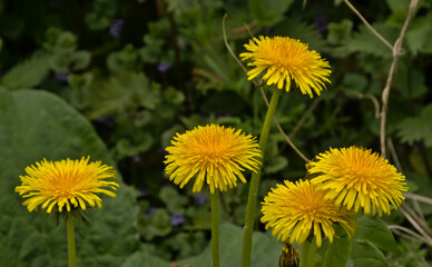 Bright yellow dandelion flowers in a green meadow - Taraxacum 