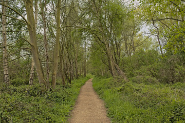 Obraz premium Hiking trail along wetlands with reed and fresh green forest on a sunny spring day in Blaasveldebroek nature reserve, Willebroek, Belgium 
