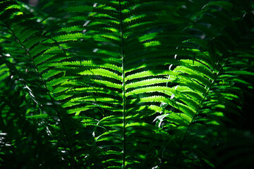 Natural green fern wallpaper .  Close up of beautiful growing ferns in the forest. Natural  green ...
