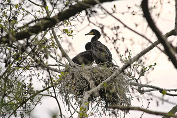 Couple of cormorants sitting in the nest in a tree with sprouting spring leafs on a cloudy sky in Blaasveldbroek nature reserve, Willebroek, Belgium - Phalacrocoracidae 