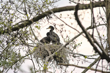 Couple of cormorants sitting in the nest in a tree with sprouting spring leafs on a cloudy sky in Blaasveldbroek nature reserve, Willebroek, Belgium - Phalacrocoracidae 