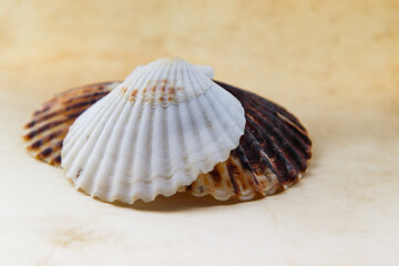 macro 24
