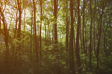 Summer Forest at sunset time . Natural background