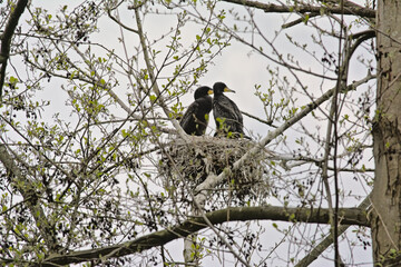Couple of cormorants sitting in the nest in a tree with sprouting spring leafs on a cloudy sky in Blaasveldbroek nature reserve, Willebroek, Belgium - Phalacrocoracidae 